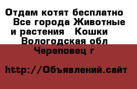 Отдам котят бесплатно  - Все города Животные и растения » Кошки   . Вологодская обл.,Череповец г.